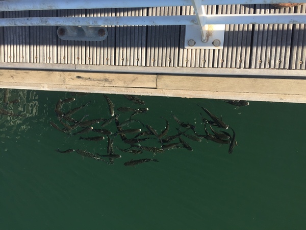 Schooling in the river