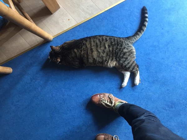 Findus the cat. Adult human foot provided for girth comparison.