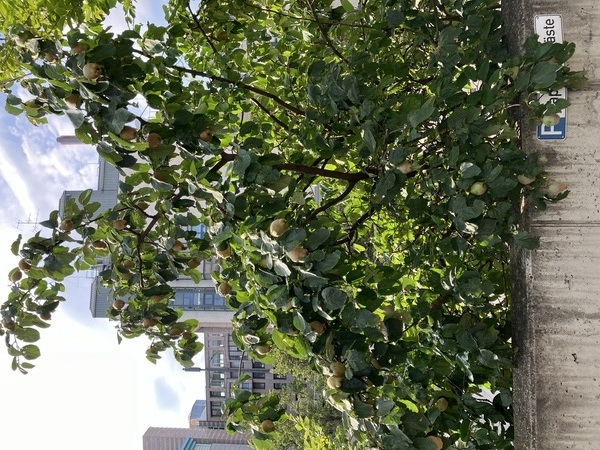 A quince tree in the 3., not yet ripe